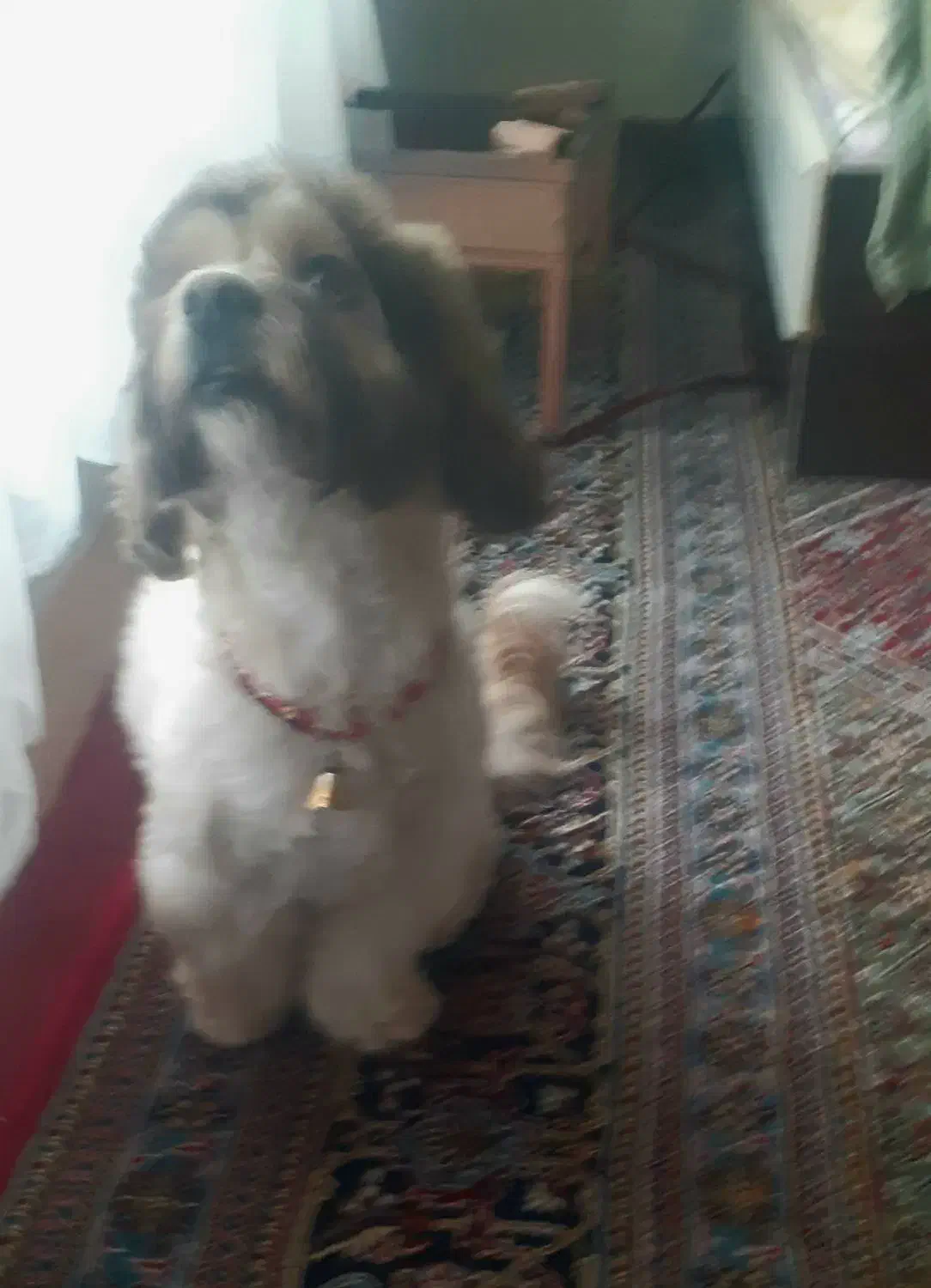 سگ شیتزو|سگ|سنندج, |دیوار