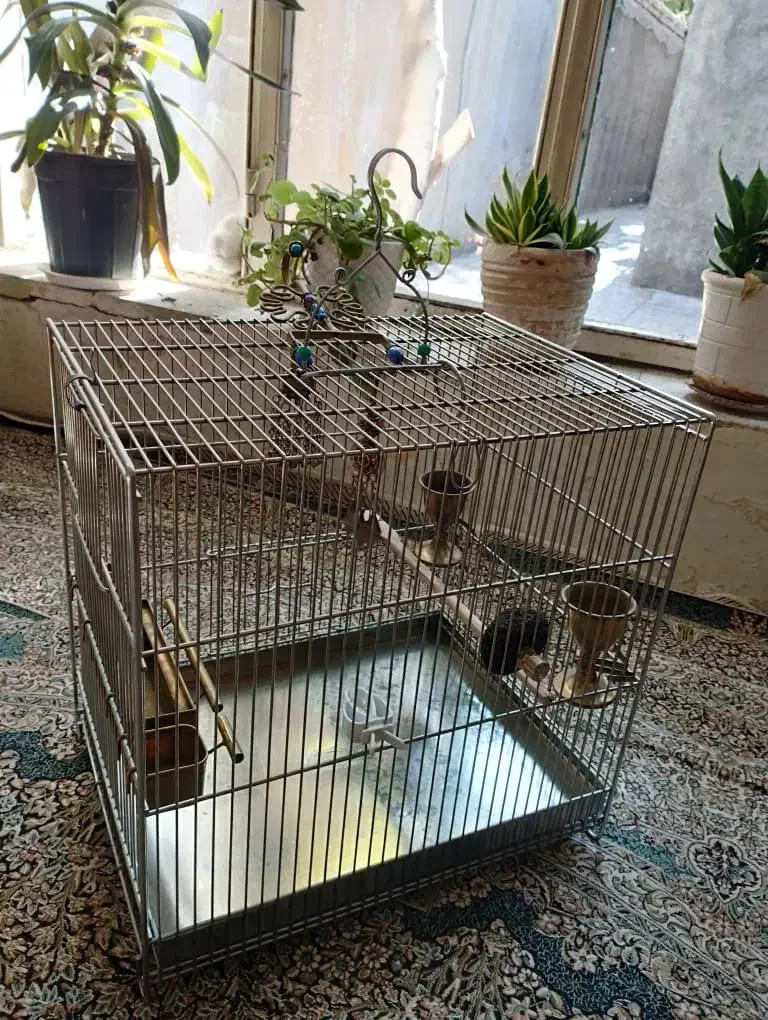 سیره قفس|پرنده|بروجرد, |دیوار