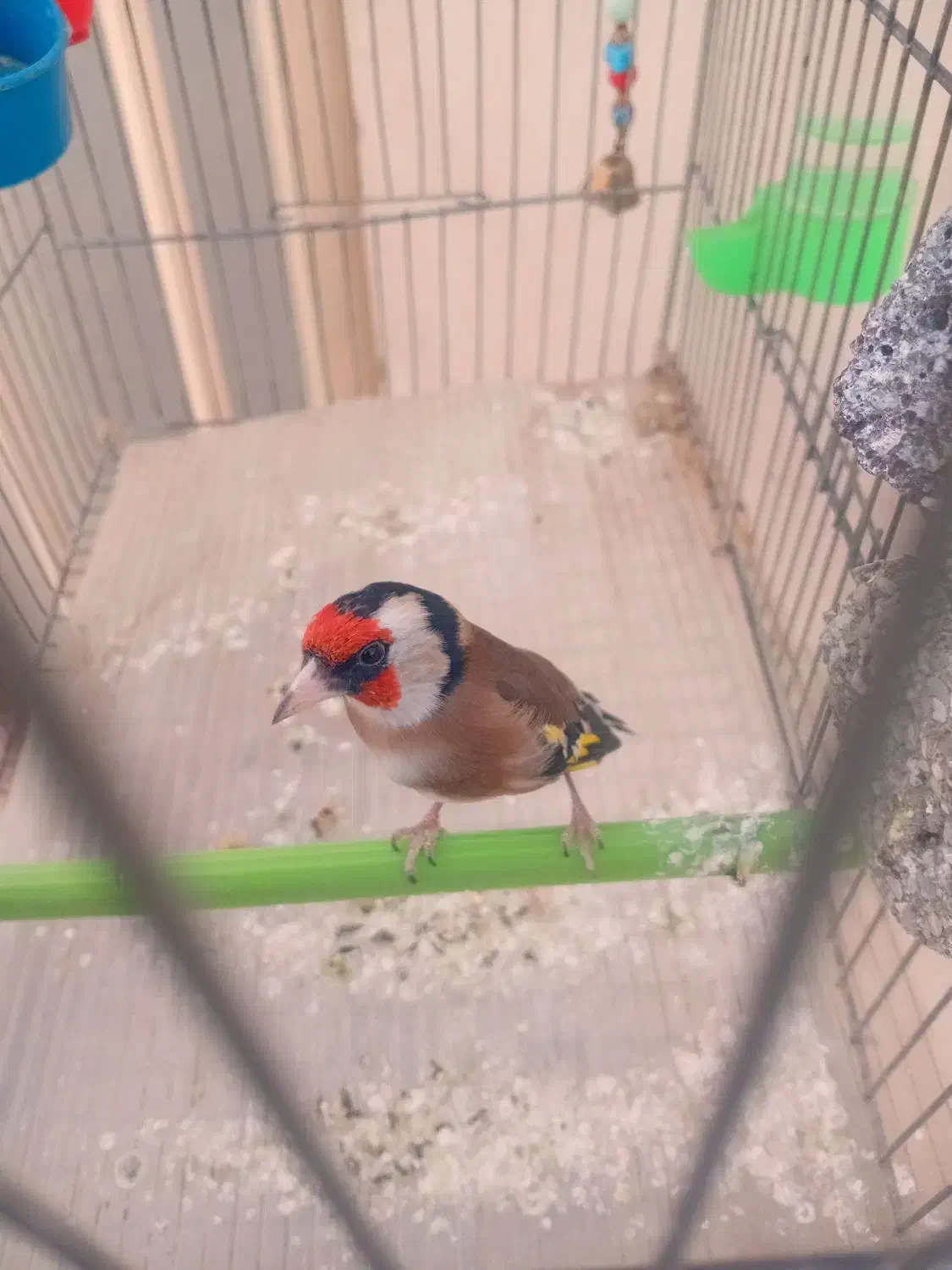 سهره نر|پرنده|خمینی‌شهر, |دیوار