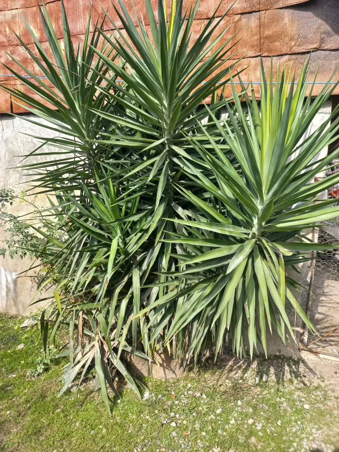 گل یوکا|گل و گیاه طبیعی|رشت, بازار|دیوار