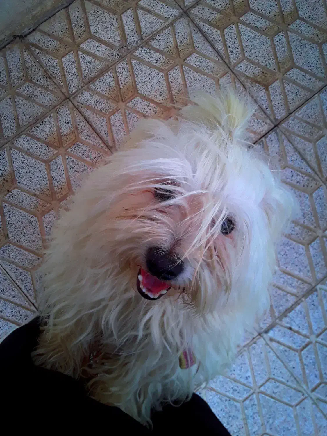 پاکوتا نژاد شیتزو|سگ|هریس, |دیوار