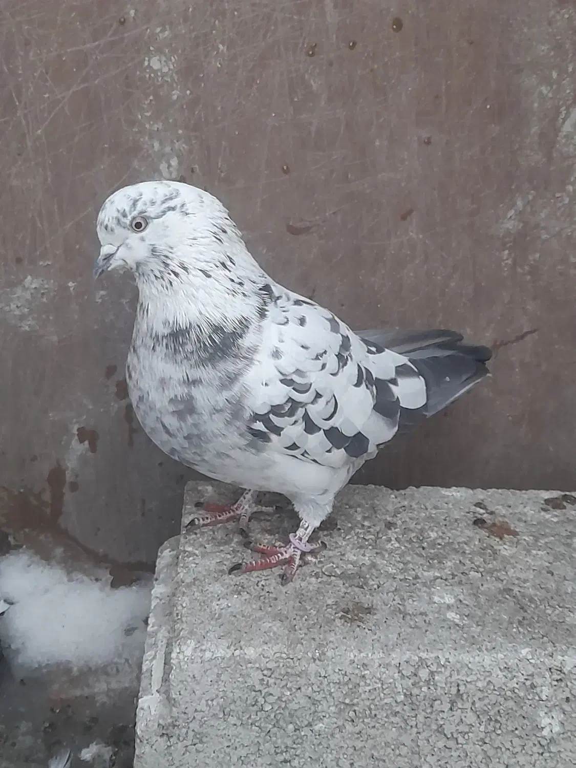 کبوتر جفت سوسکی|پرنده|اردبیل, |دیوار