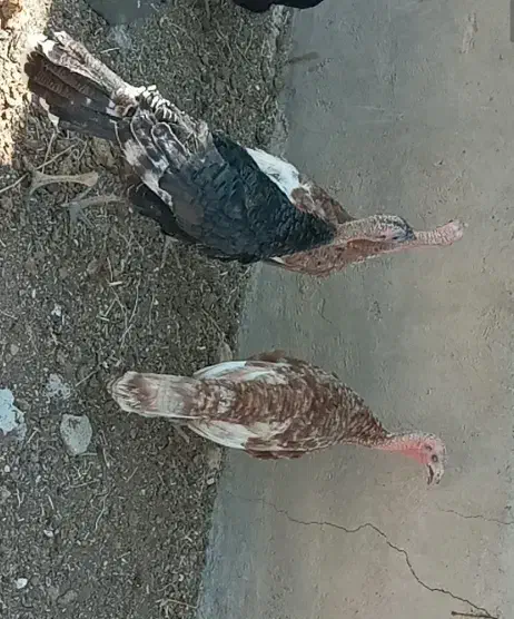 بوقلمون|حیوانات مزرعه|تاکستان, |دیوار