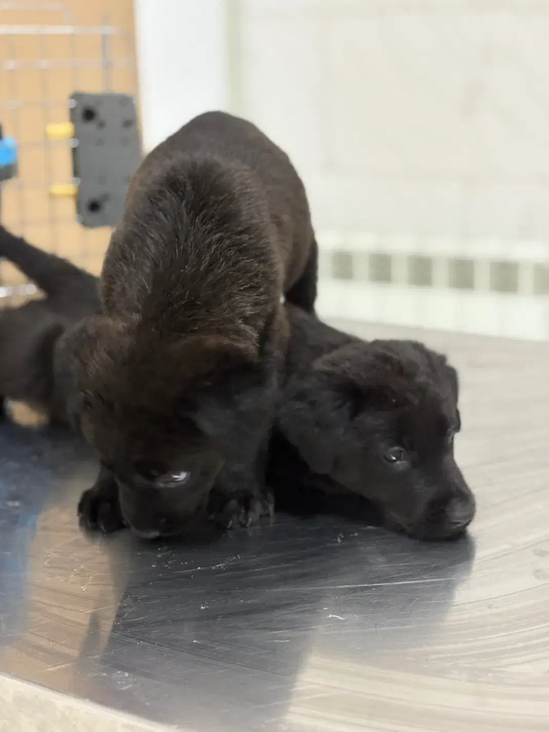 ژرمن بلک|سگ|قزوین, |دیوار