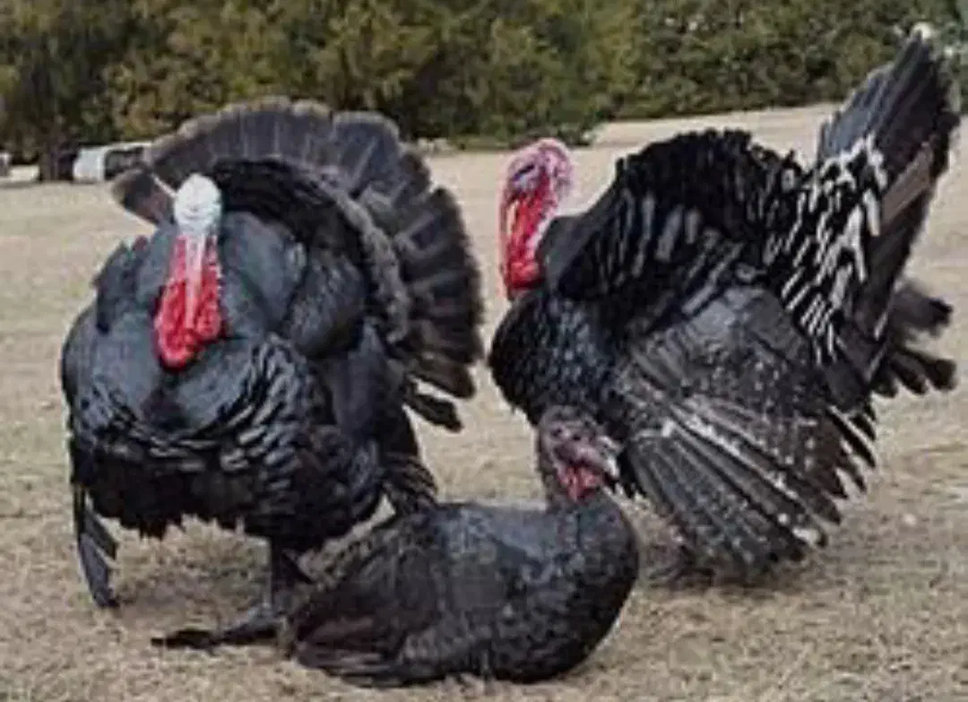 بوقلمون محلی|حیوانات مزرعه|رودبار, |دیوار