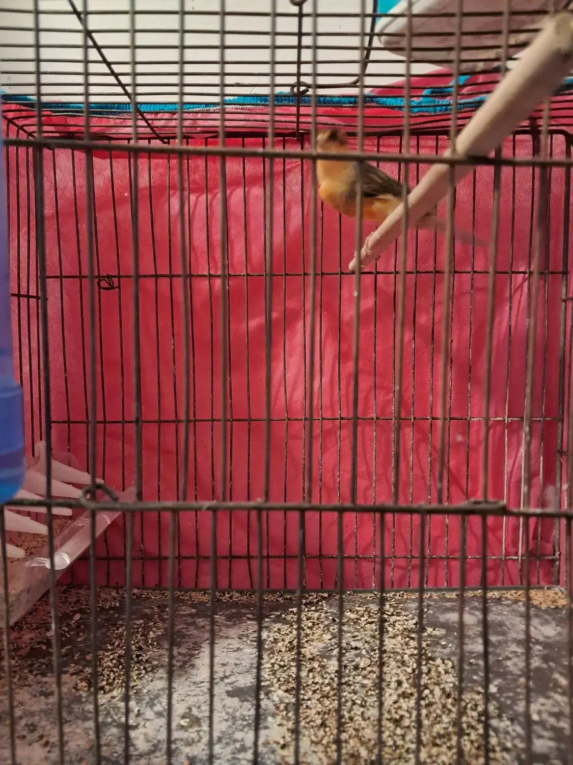 قناری|پرنده|ماهان, |دیوار