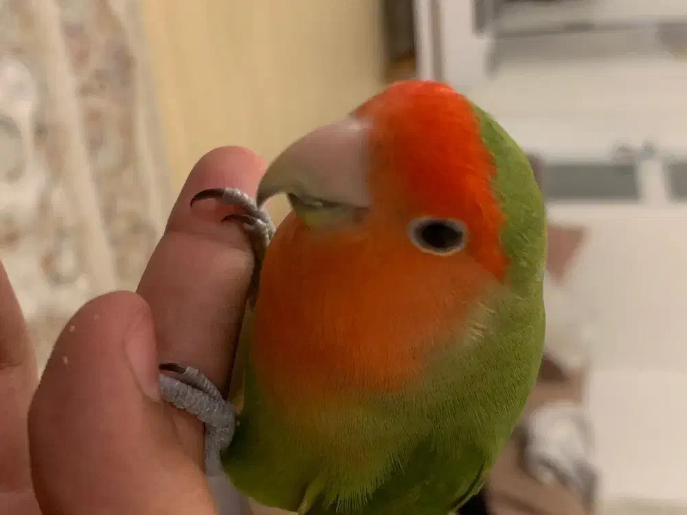 گمشده|حیوانات|کلاله, |دیوار