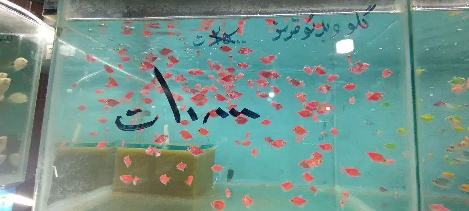 انواع ماهی آکواریوم از ۵۰۰۰تا۲۰۰۰۰|ماهی|مشهد, بهاران|دیوار