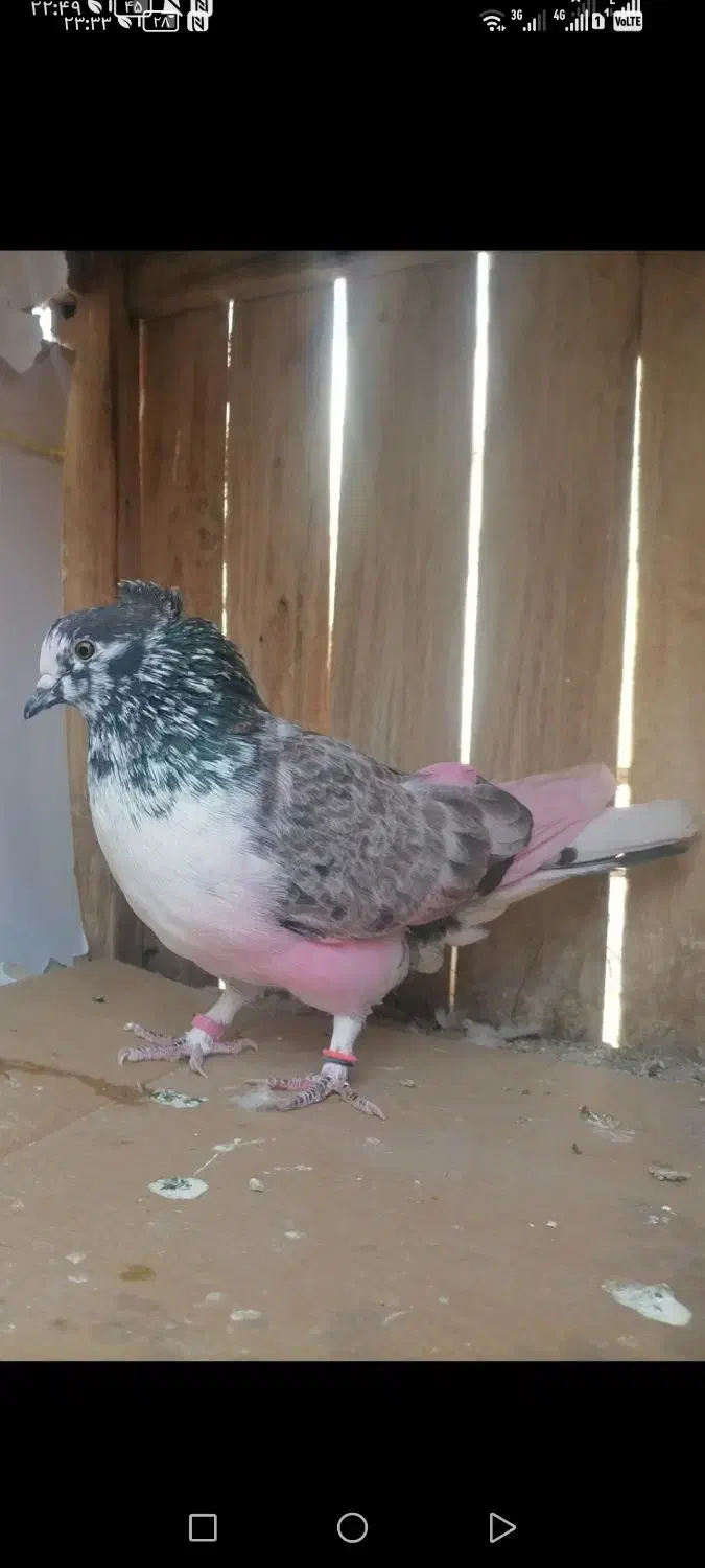 کفتر پرشی. بوربوری. پیس خال سرور. کلدار|پرنده|قم, علی آباد سعدگان|دیوار