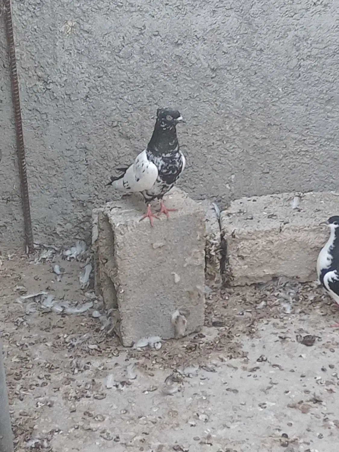 کبوتر|پرنده|برازجان, |دیوار