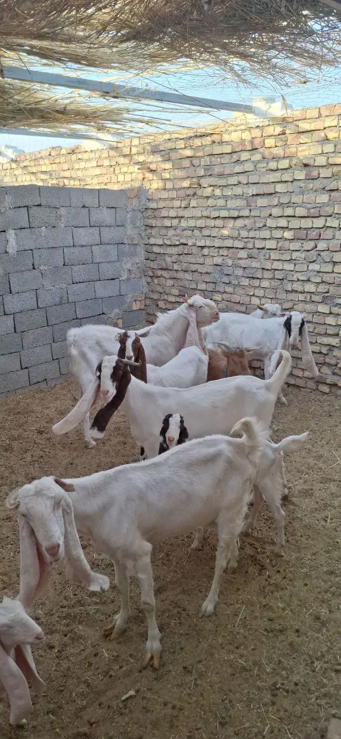 خانه .طویله گوسفندان فروشی اسفشاد|فروش خانه و ویلا|قائن, |دیوار