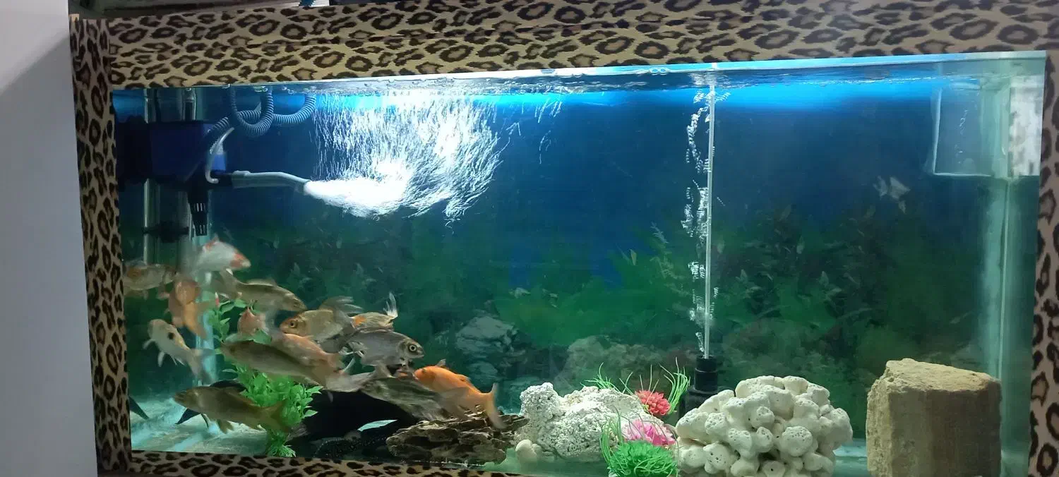 آکواریوم|ماهی|محمدشهر, عباس آباد|دیوار