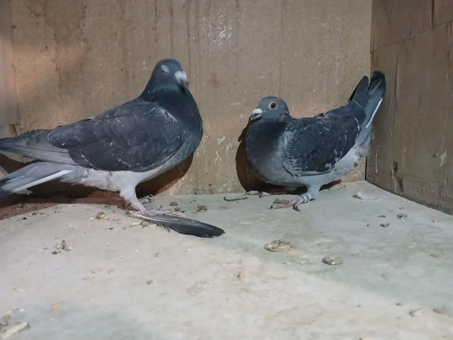 پلاکی|پرنده|فولادشهر, فولادشهر|دیوار