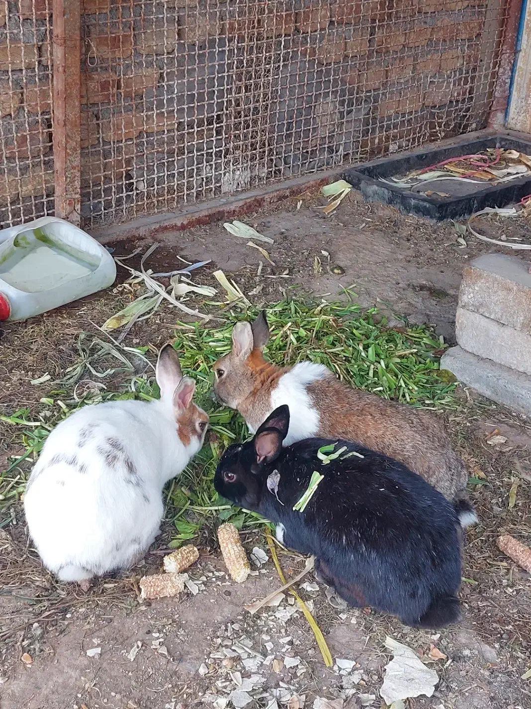 خرگوش|موش و خرگوش|قزوین, |دیوار