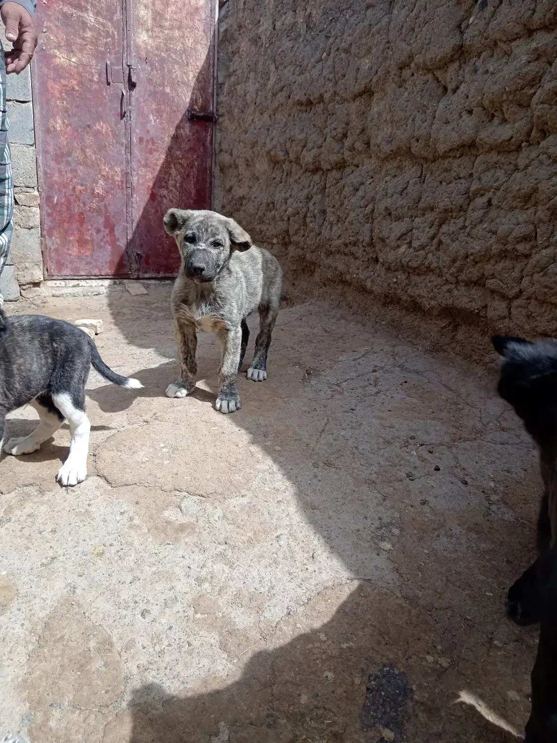 واگذاری توله خراسانی|سگ|فریمان, |دیوار