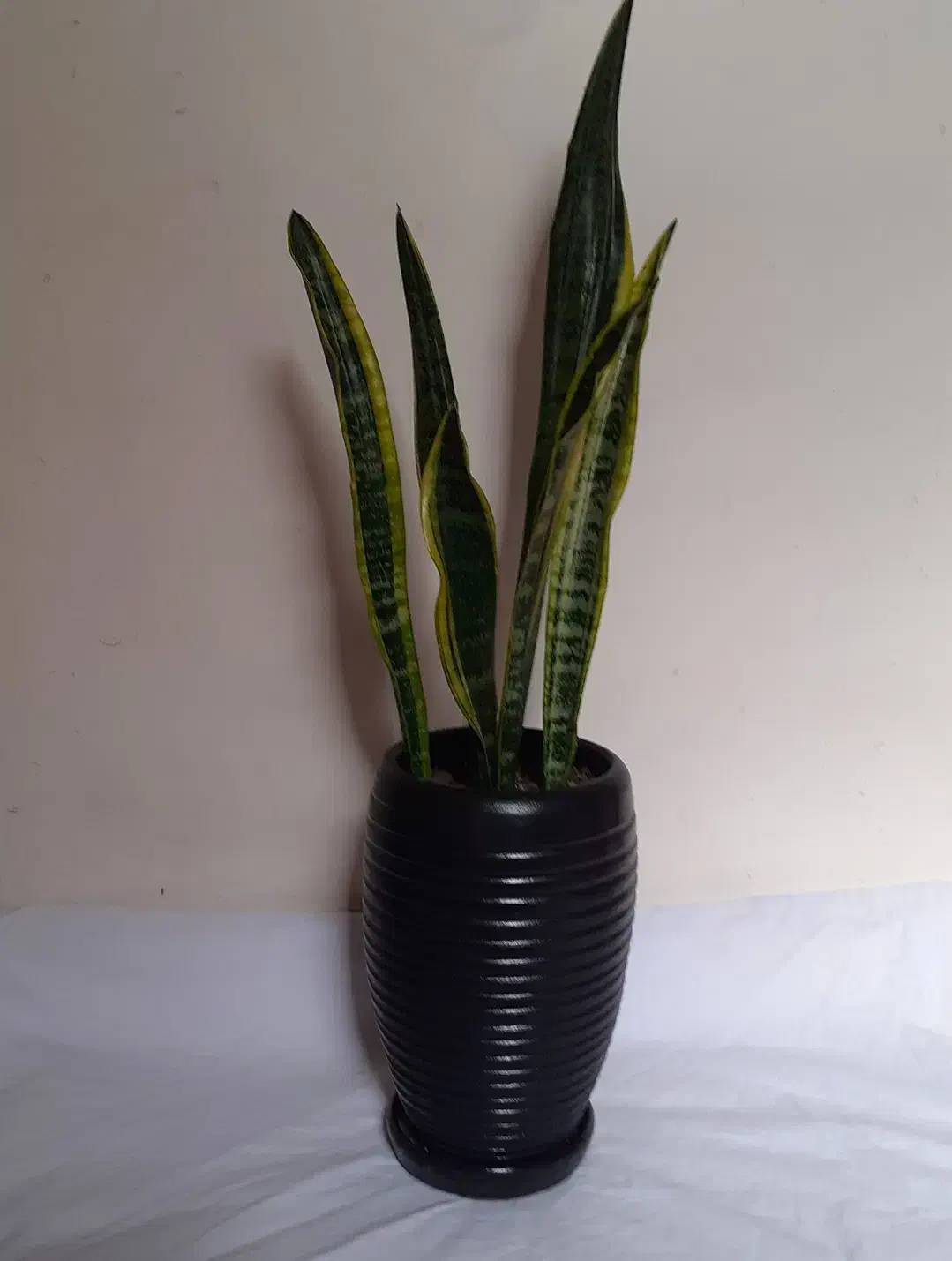 سانسیوریا ابلق شمشیری|گل و گیاه طبیعی|ملایر, |دیوار