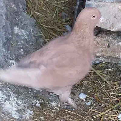 کفتر زرد|حیوانات|زرند, |دیوار