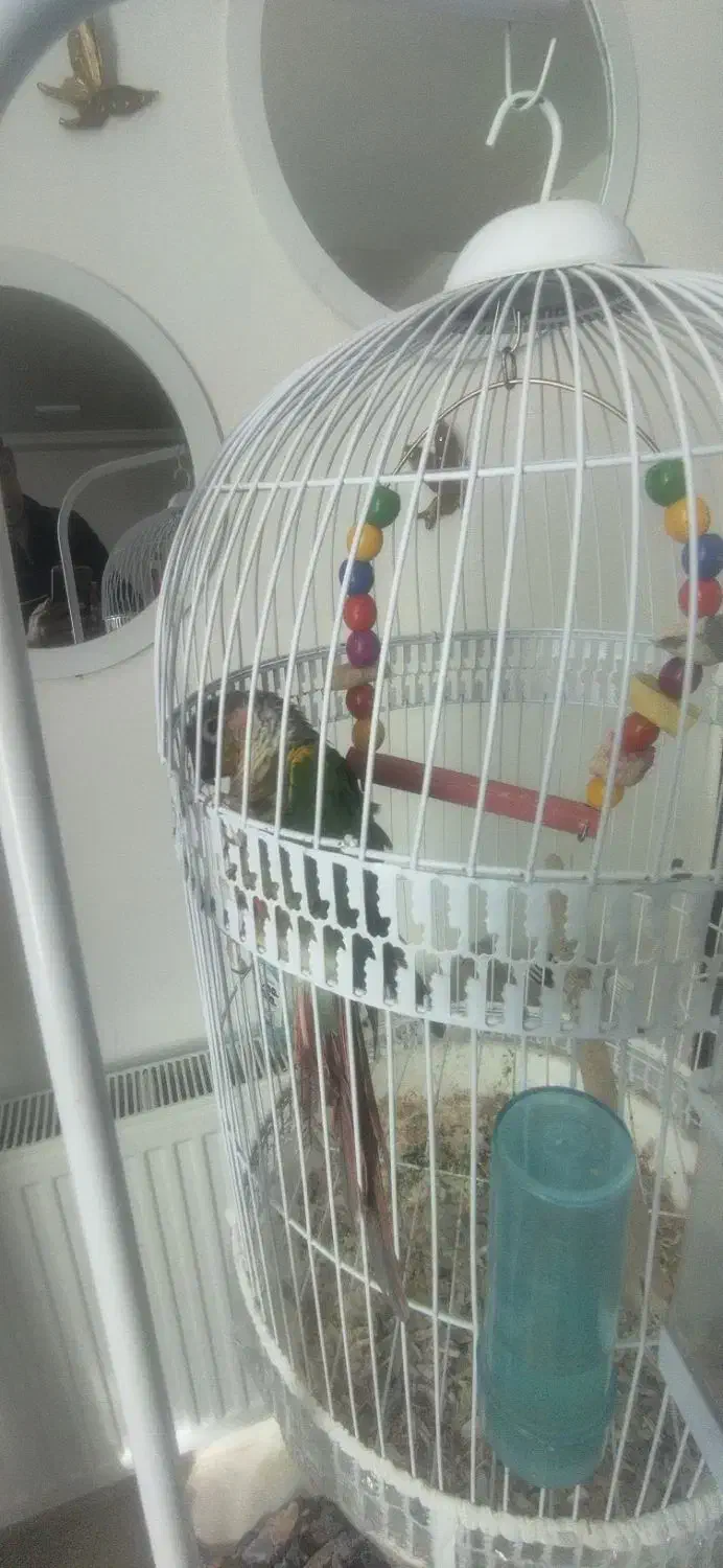 گرینچیک نر سالم و سرحال|پرنده|فردوس (خراسان), |دیوار