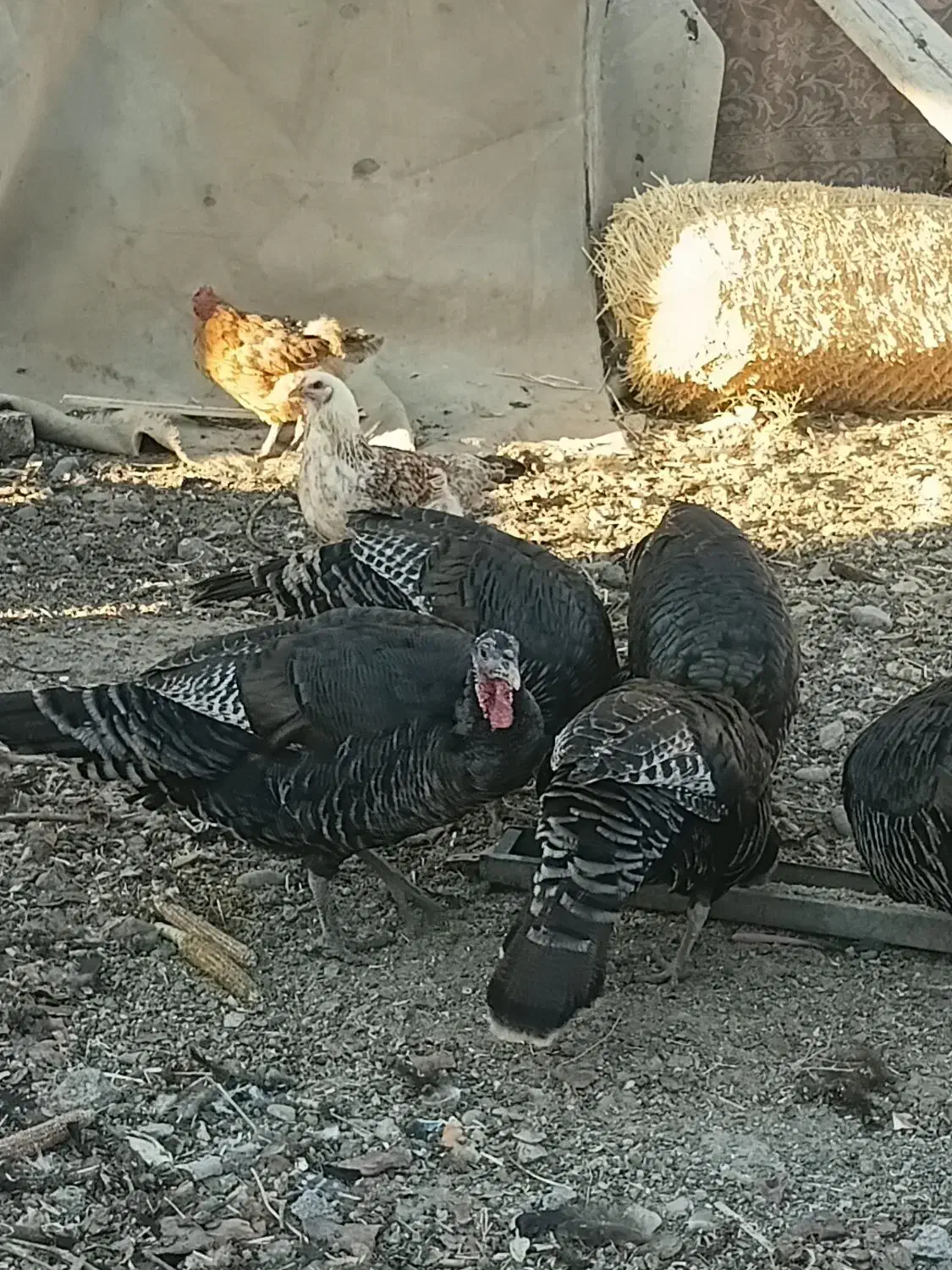 بوقلمون محلی|حیوانات مزرعه|قم, قم نو|دیوار