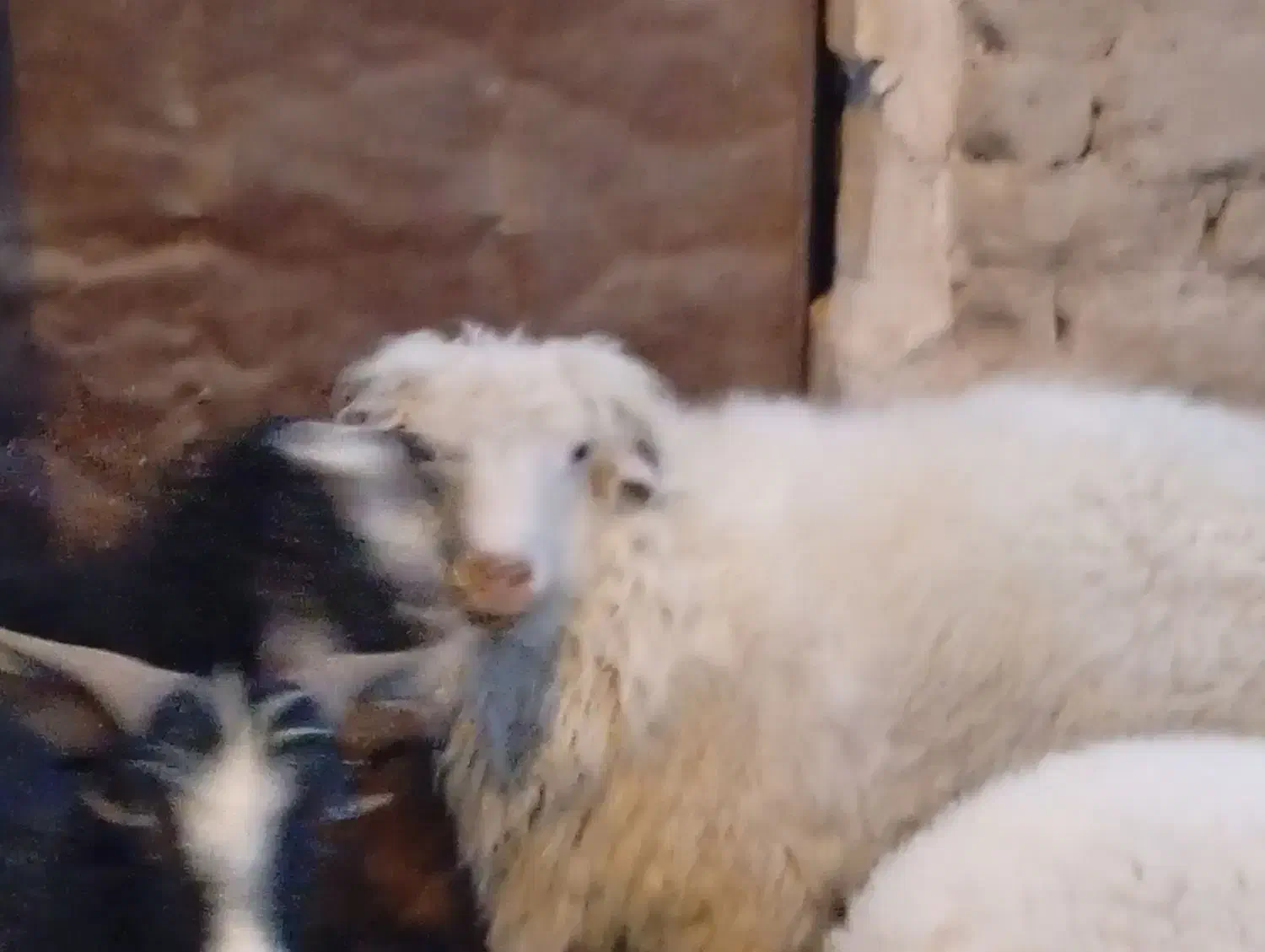 یک عدد بره نر|حیوانات مزرعه|خوسف, |دیوار