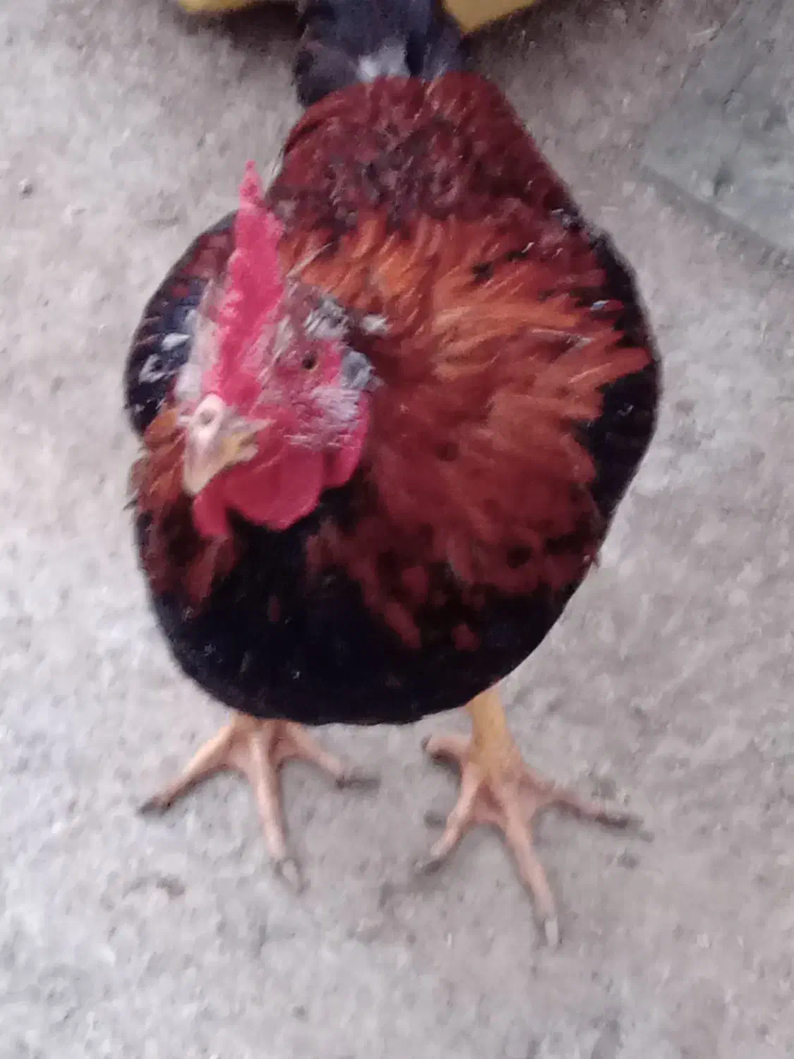 خروس|حیوانات مزرعه|ارومیه, |دیوار