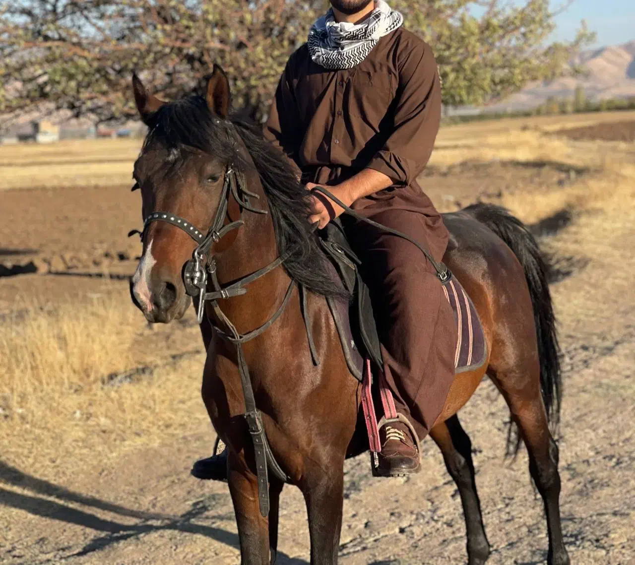 اسب|اسب و تجهیزات اسب‌سواری|پیرانشهر, |دیوار