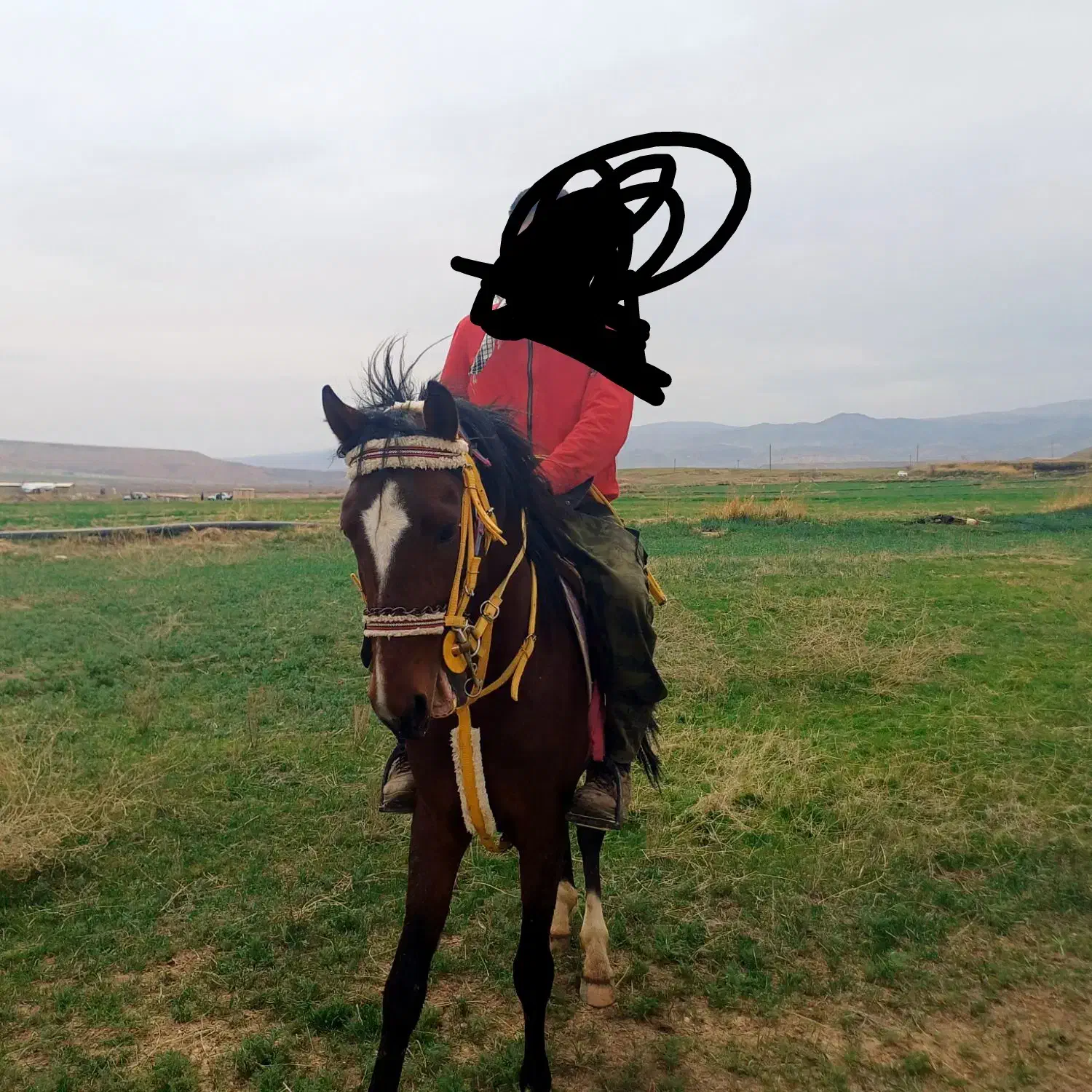 اسب درشور|اسب و تجهیزات اسبسواری|انگوران, |دیوار