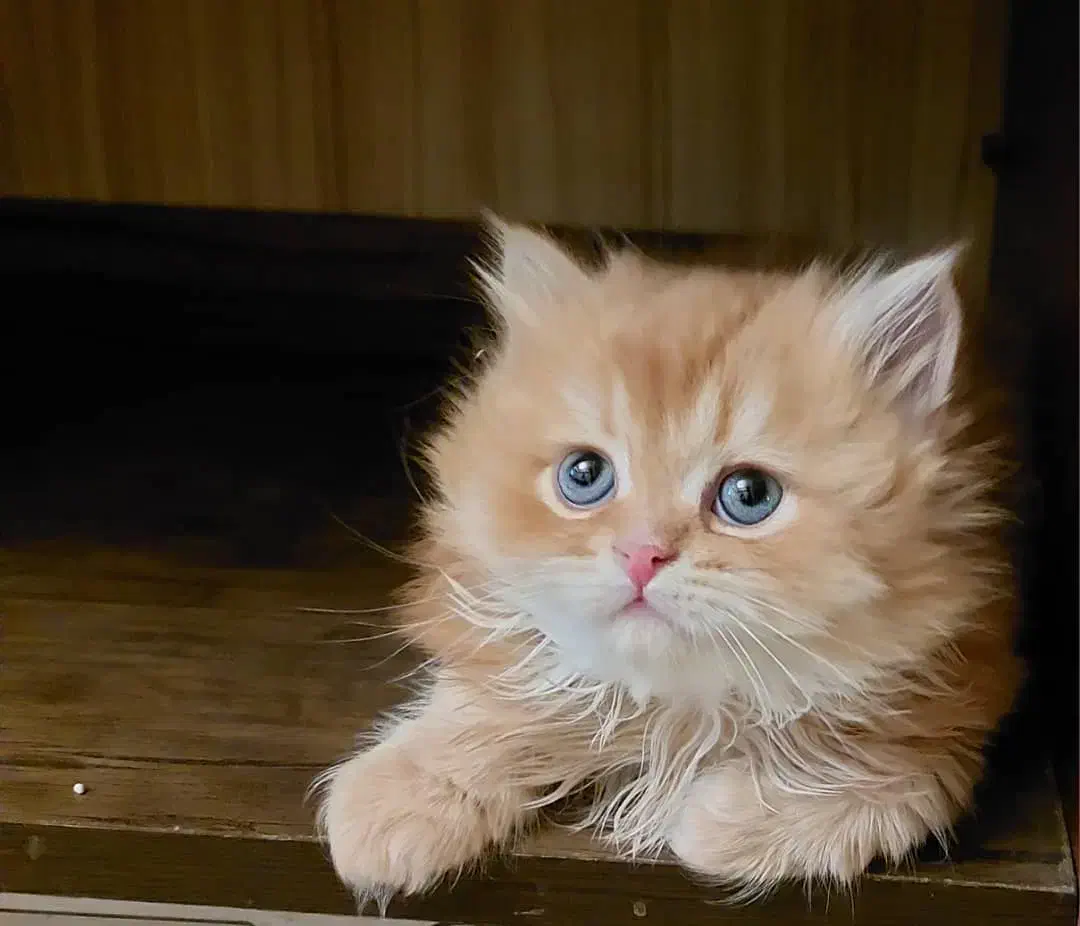 گربه اسکاتیش بریتیش|گربه|کرج, عظیمیه|دیوار