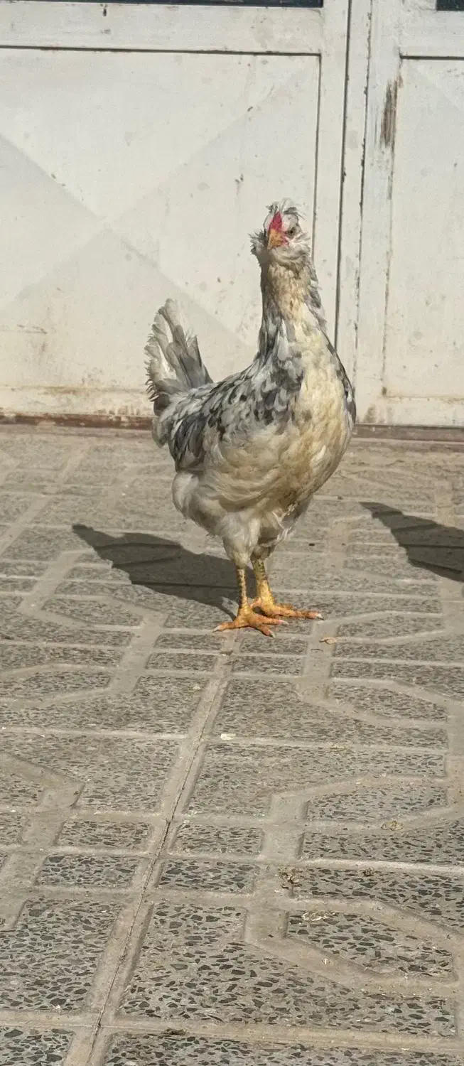 مرغ و خروس گلین|حیوانات مزرعه|فرخ‌شهر, |دیوار