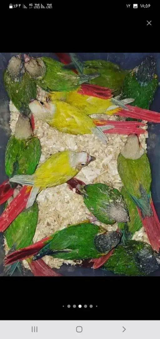 دنیای گیرینچیک.عروسهلندی.شاه طوطی|پرنده|اندیشه, شهرک مریم|دیوار