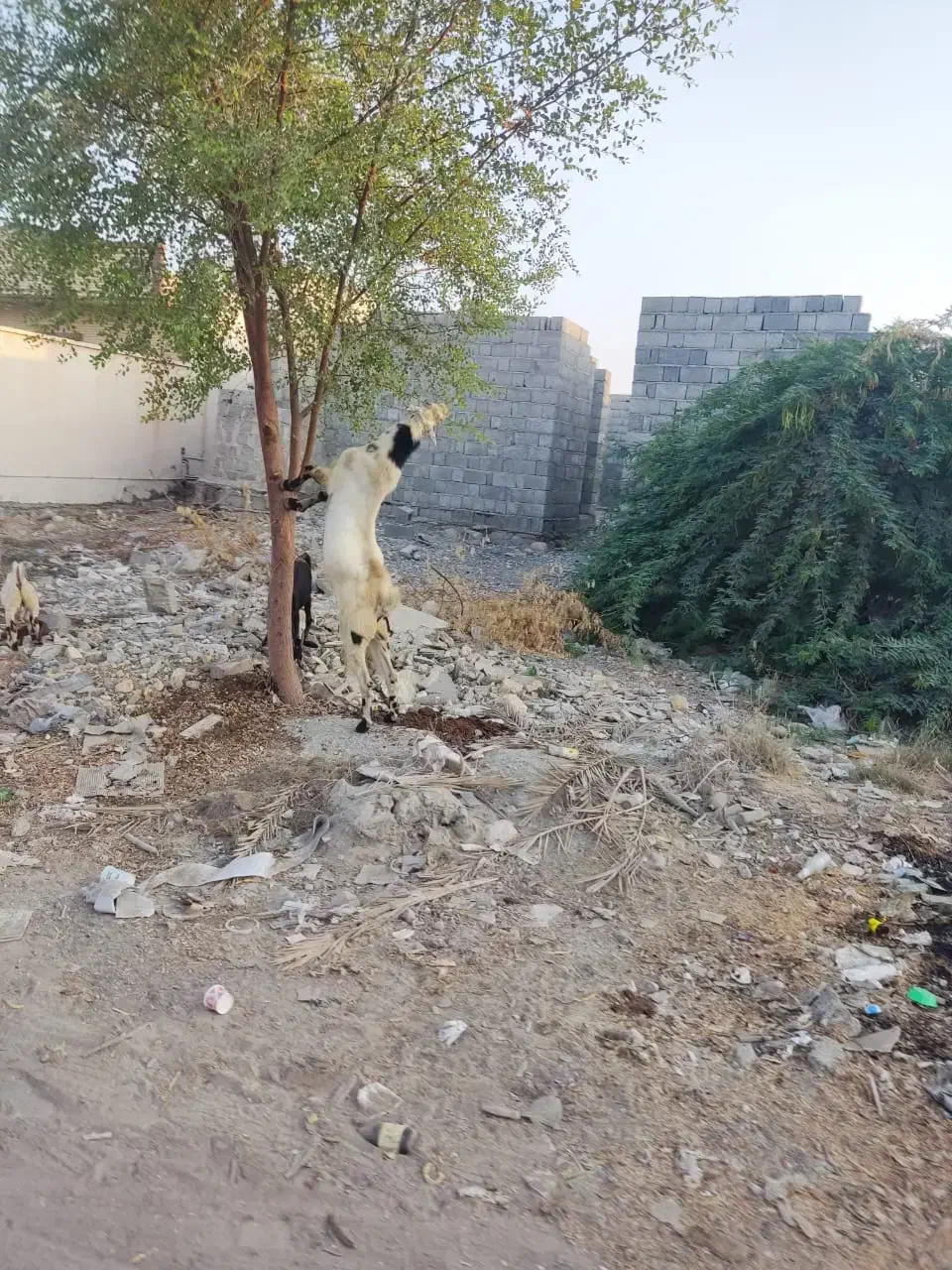 کهره نری|حیوانات مزرعه|میناب, |دیوار