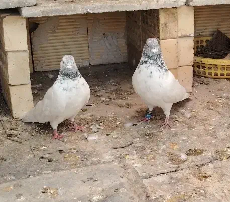 شیخ|پرنده|ایذه, |دیوار