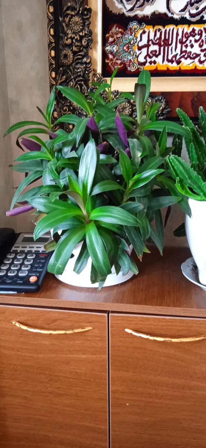 گلهای طبیعی|گل و گیاه طبیعی|مرند, |دیوار