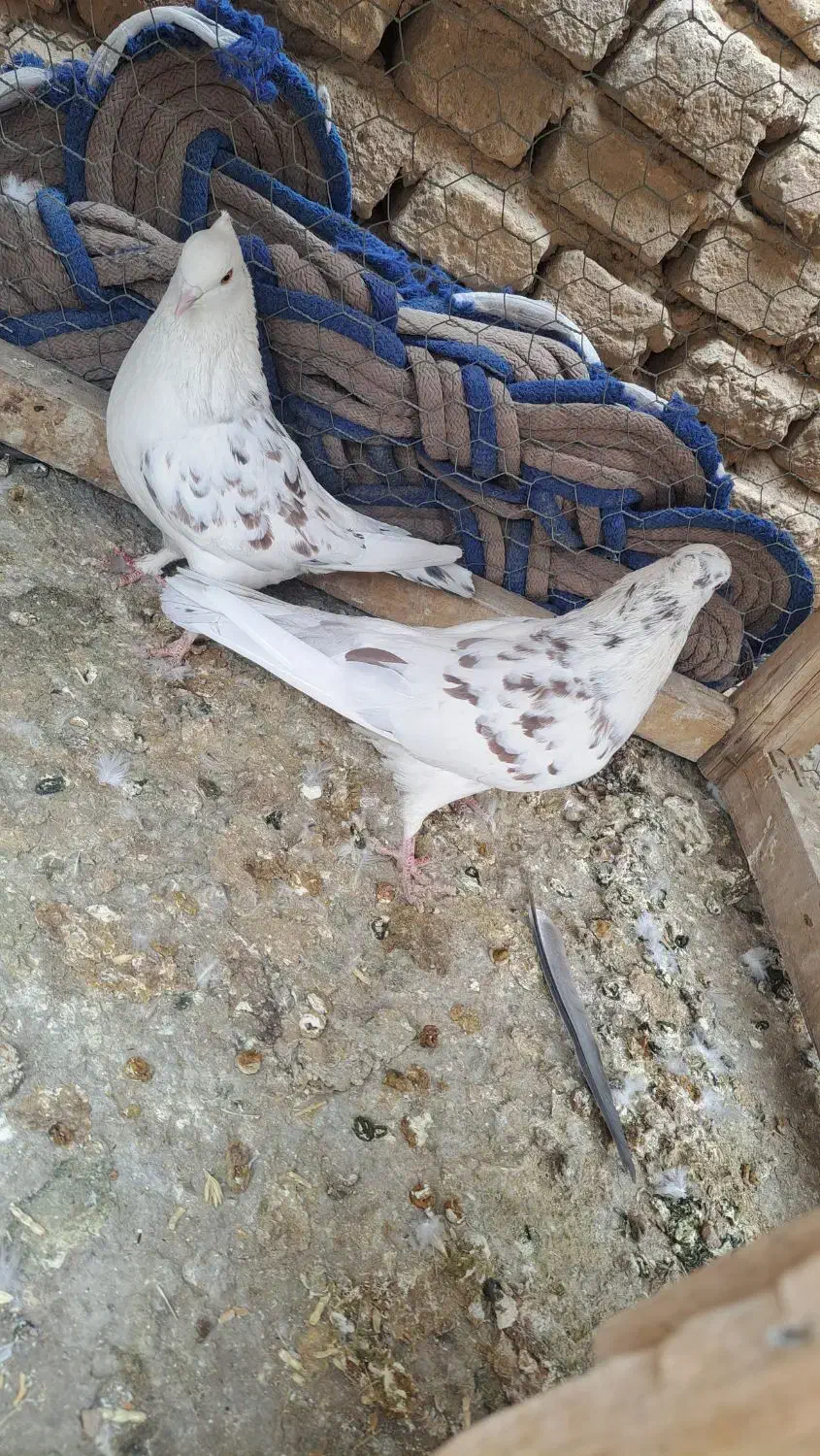 کبوترتهرانی|پرنده|حبیب آباد, |دیوار