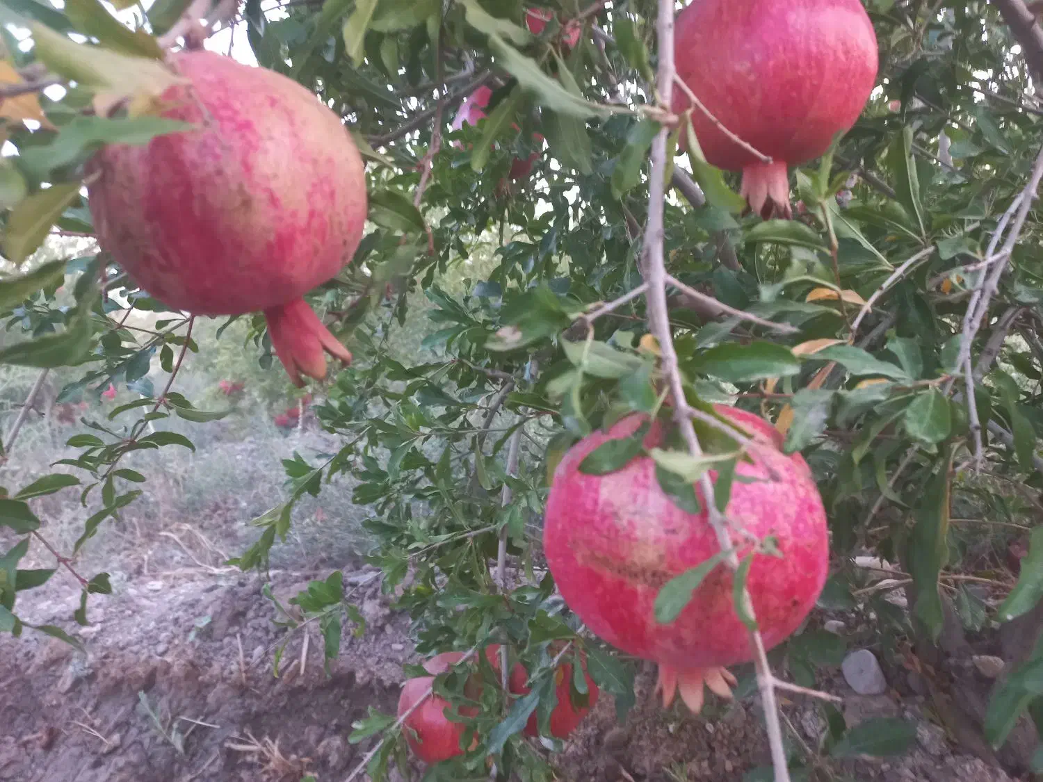۵۰۰ متر باغ انار محمودآباد اجاره داده میشود|اجارهٔ دفتر صنعتی، کشاورزی، تجاری|ساوه, |دیوار