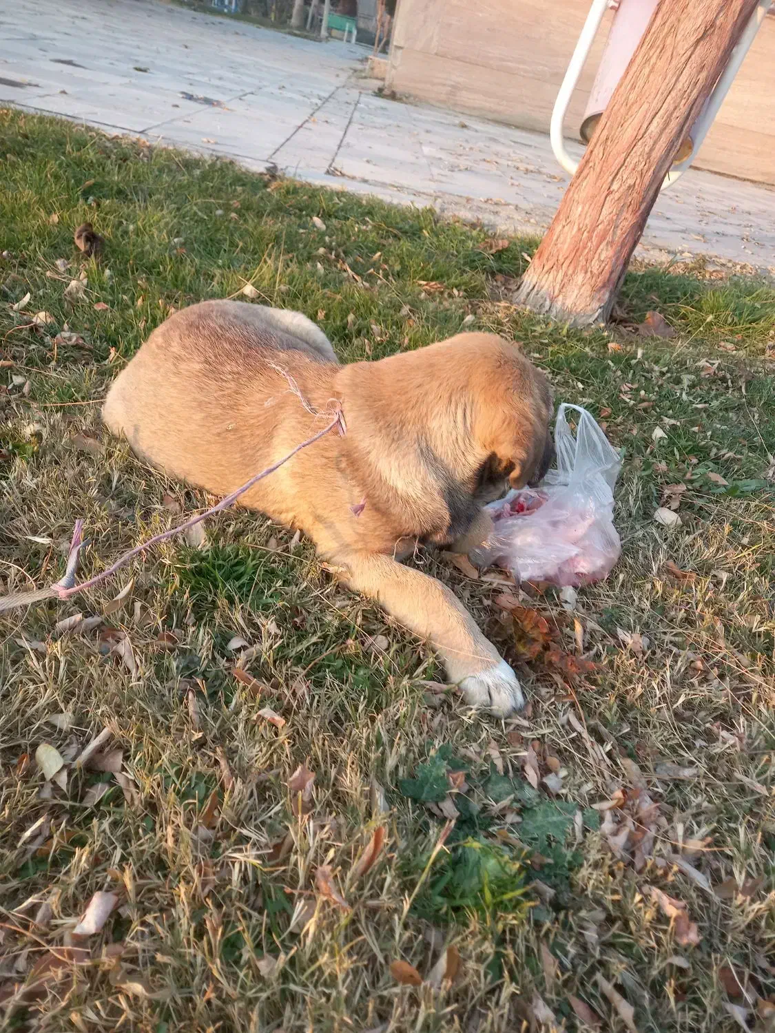 توله سگ پژدر|سگ|بهارستان, |دیوار