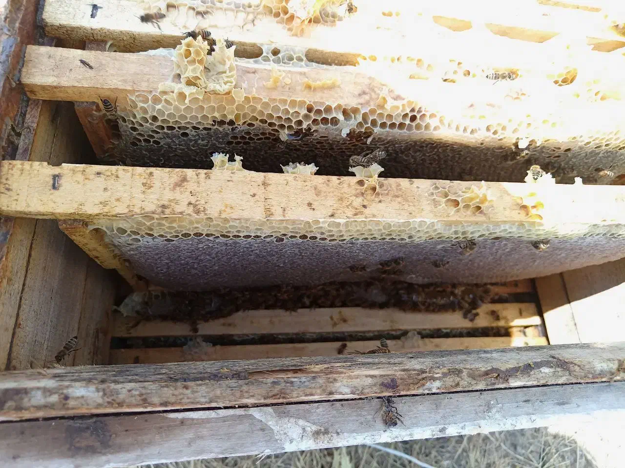 عسل طبیعی|خوردنی و آشامیدنی|مهاباد (آذربایجان غربی), |دیوار