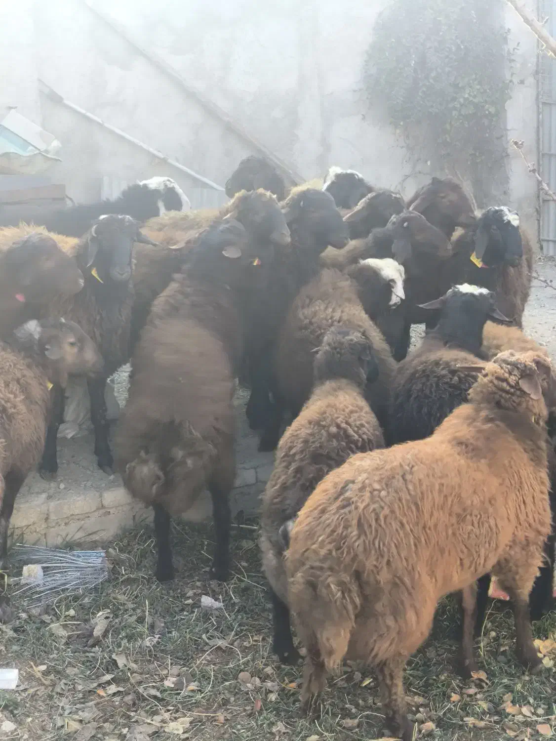 بره نره چاق قیمت مناسب|حیوانات مزرعه|شهمیرزاد, |دیوار