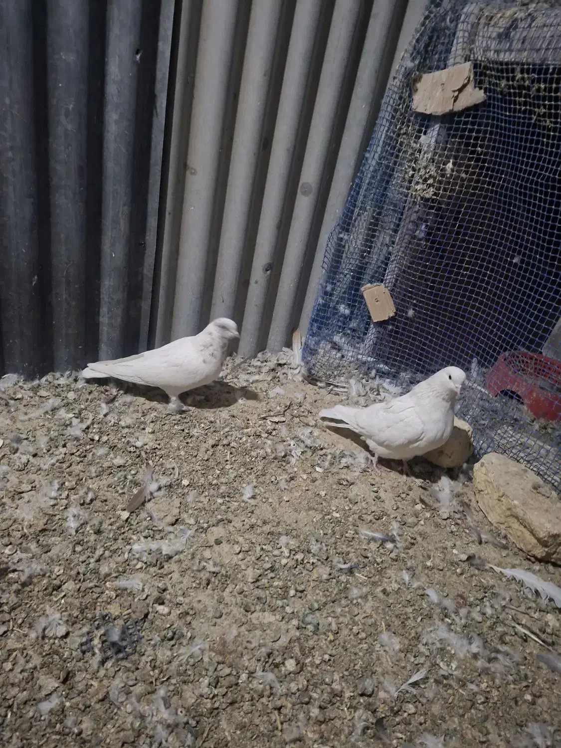 کبوتر|پرنده|شهرکرد, |دیوار