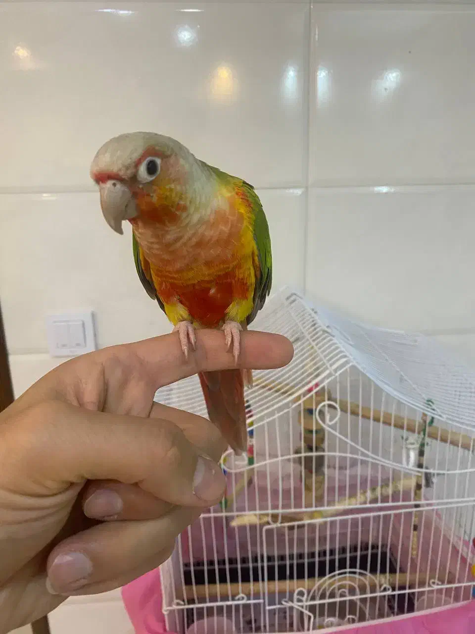 طوطی گرینچیک|پرنده|فردیس, قریشی|دیوار