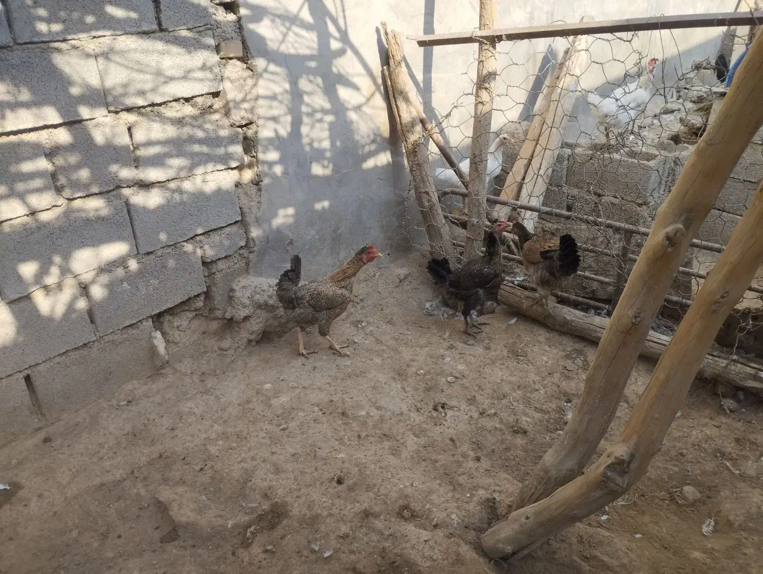 مرغ|پرنده|امیدیه, |دیوار