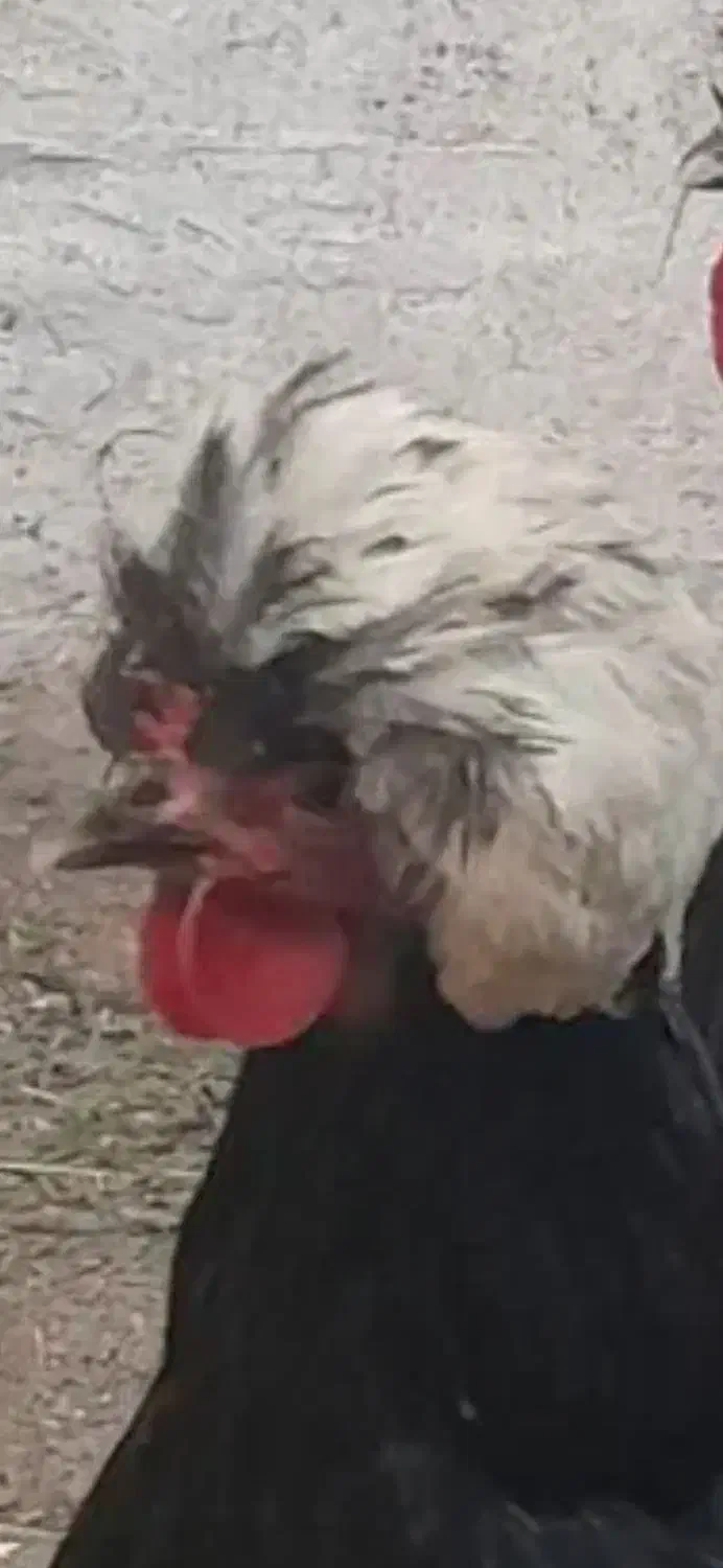 مرغ سرسفید|حیوانات مزرعه|خسروشاه, |دیوار