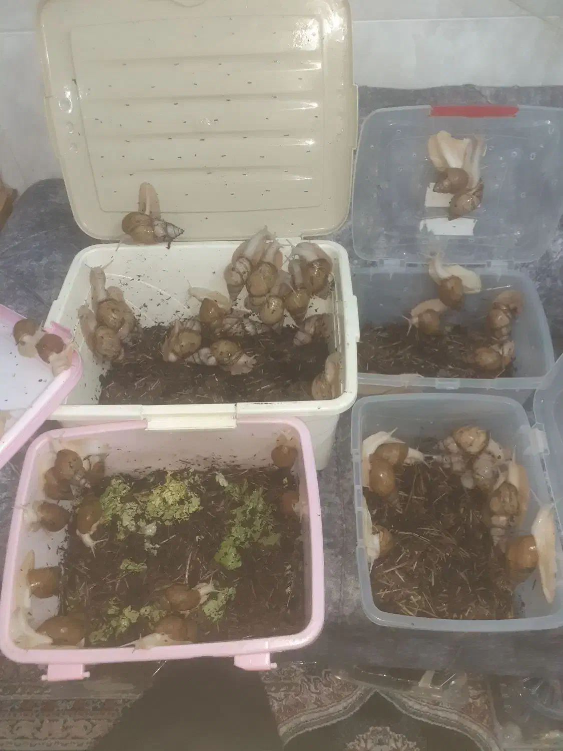 فروش فوری حلزون|خزنده|قم, آذر (نکویی)|دیوار