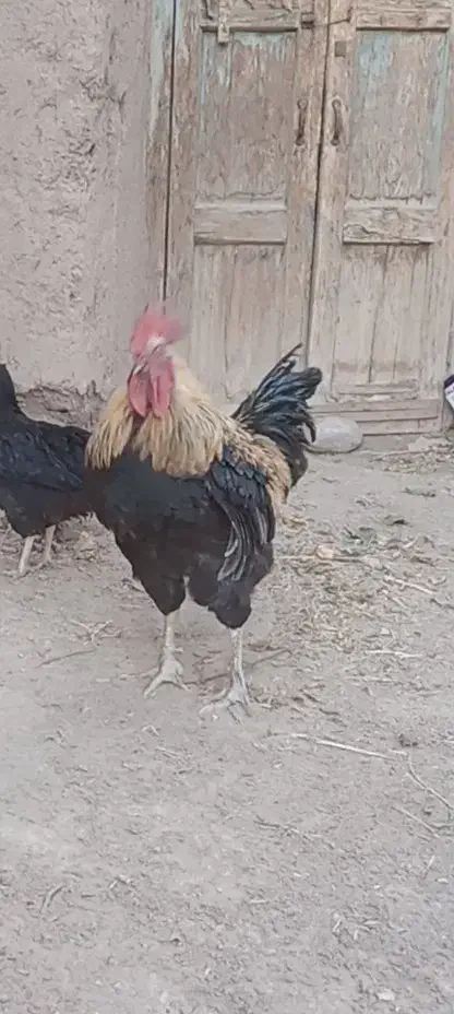 خروس|حیوانات مزرعه|تربتحیدریه, منظر|دیوار