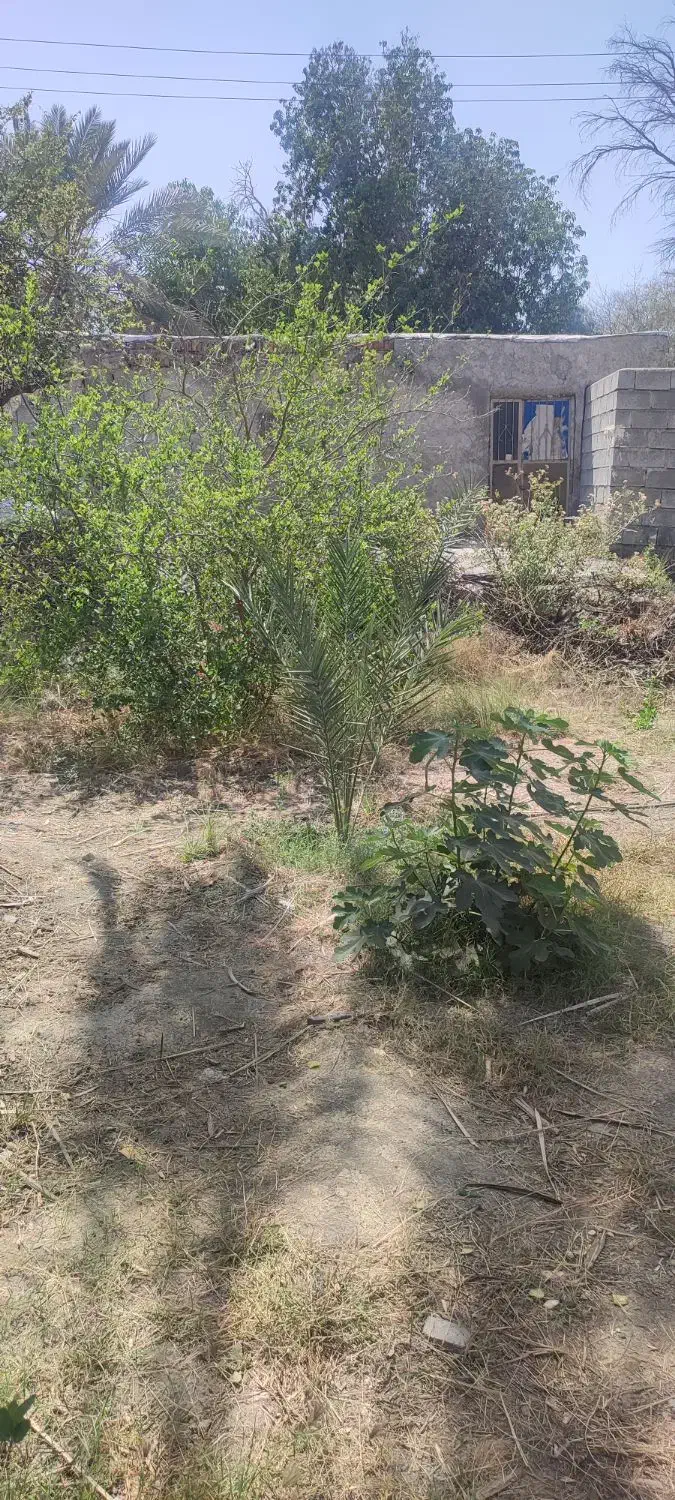 فروش زمین باغی۴۰۰ مترروستایی شهوار|فروش زمین و ملک کلنگی|میناب, |دیوار