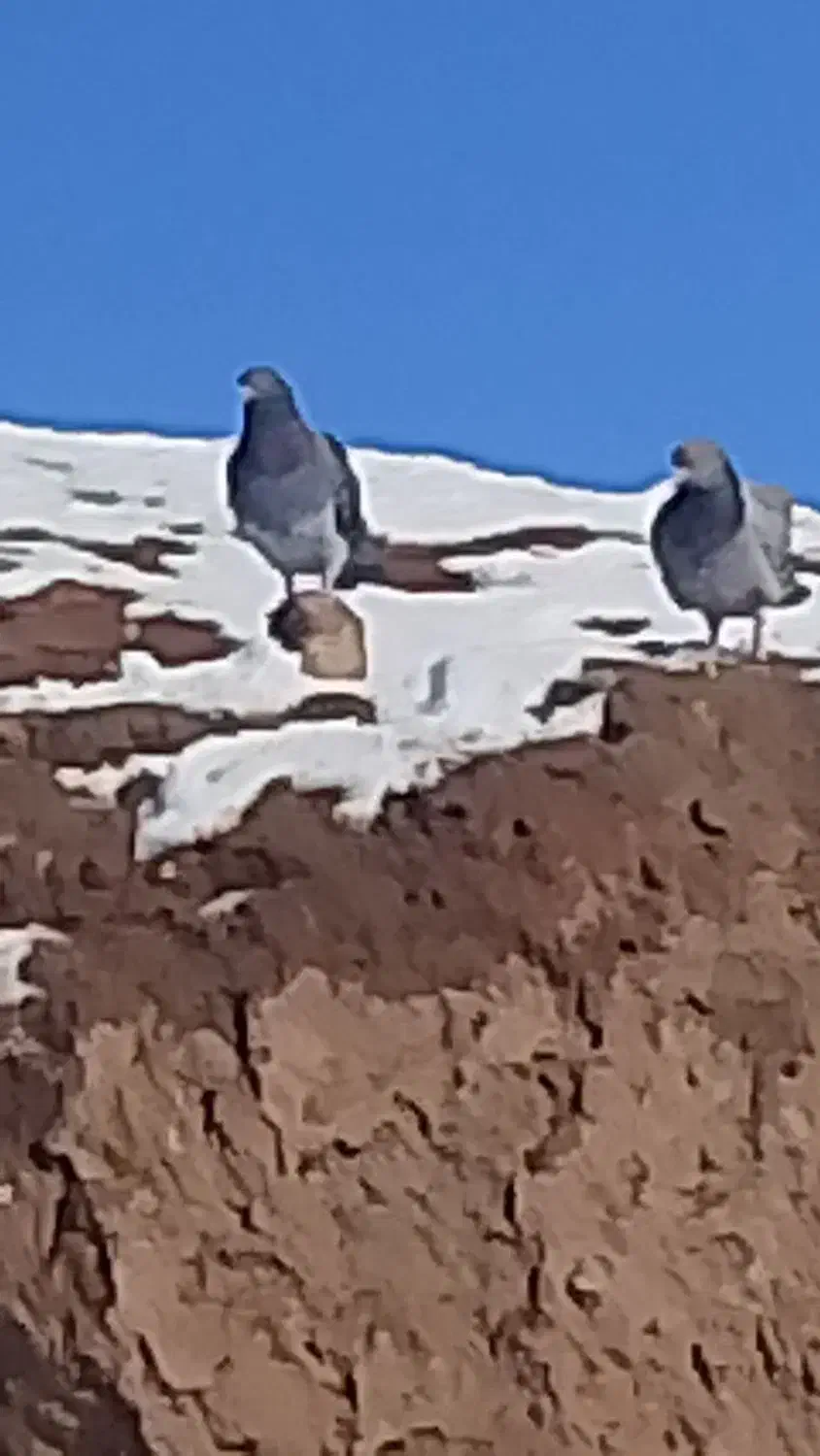 ک. بوتر|پرنده|نیشابور, دارایی|دیوار