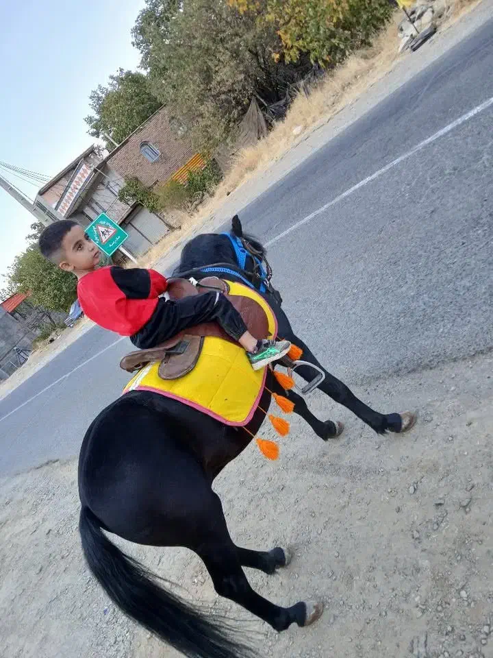 اسب پونی ۶ ساله ارام و زیبا و خاص مشکی درجه یک|اسب و تجهیزات اسبسواری|پیرانشهر, |دیوار