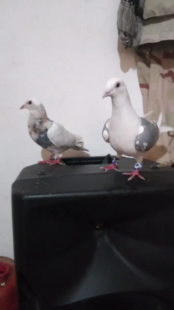 کفتر ماده|پرنده|مشهد, میان ولایت|دیوار