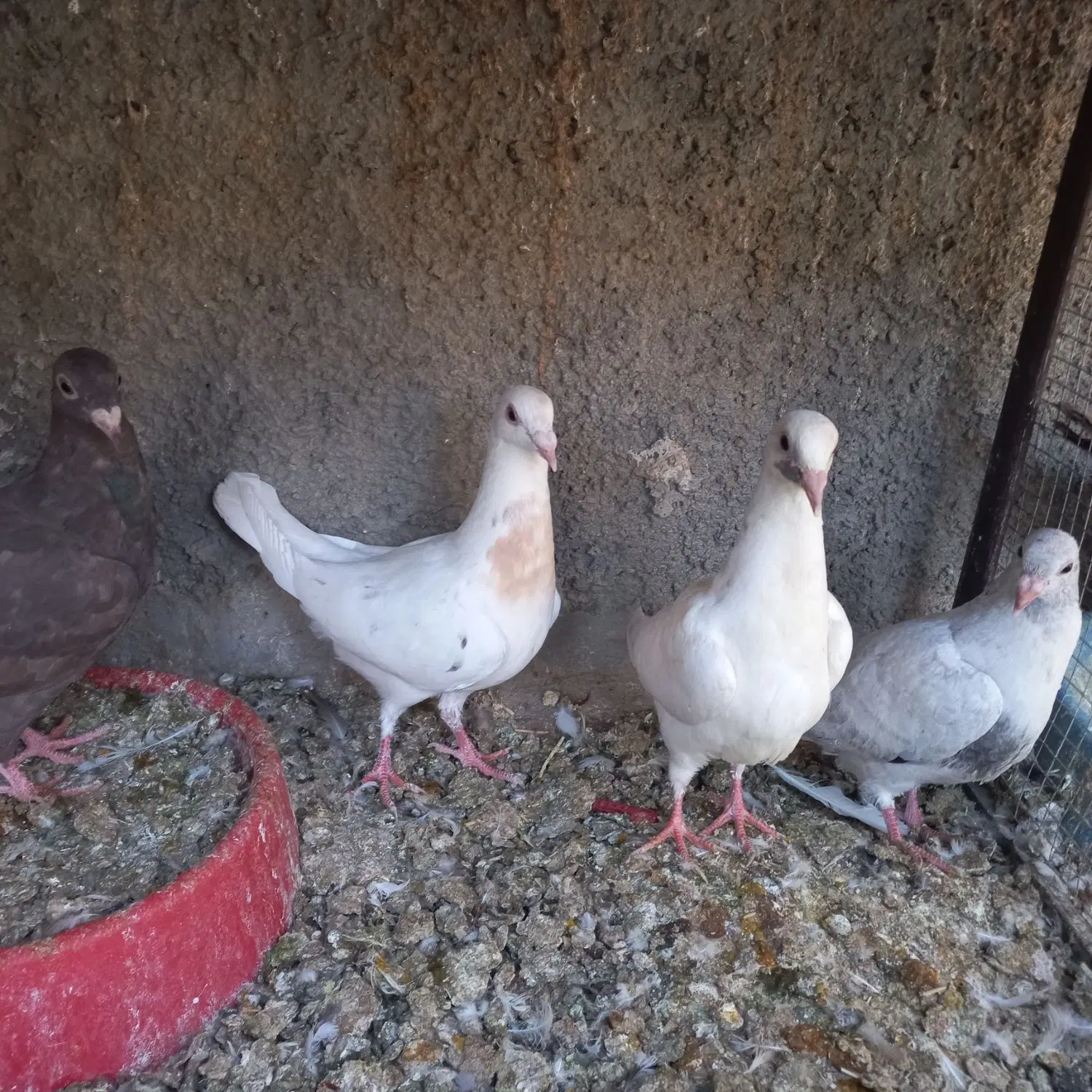 جوجه سرور|پرنده|لنجان, |دیوار