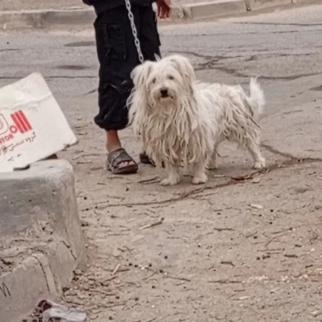 سک پشمالو پاکوتاه|سگ|یزد, |دیوار